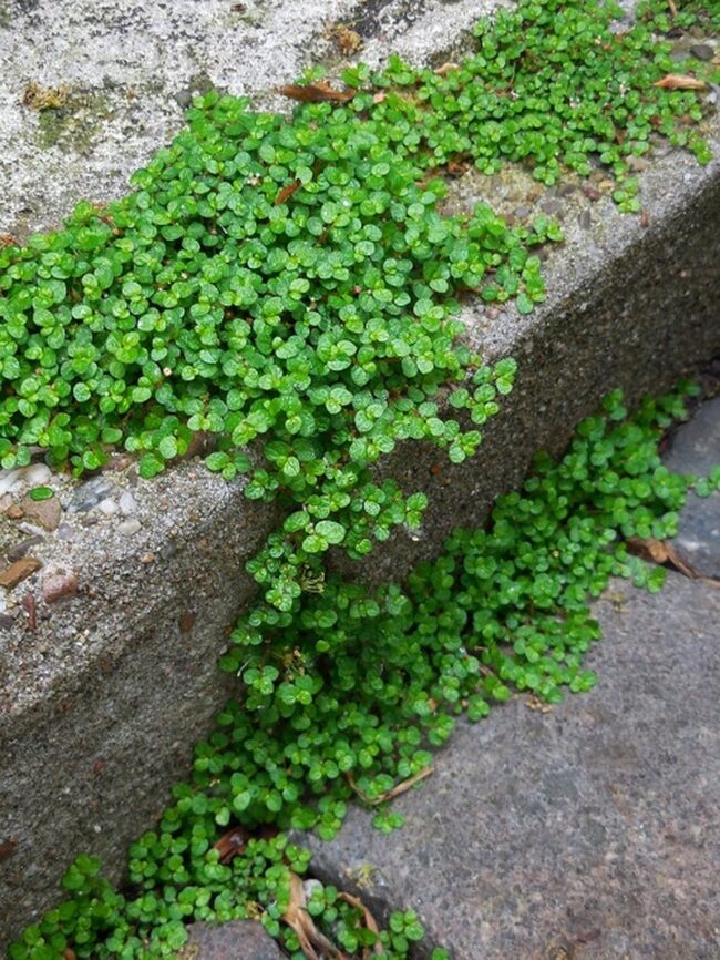 Compact Greenery Named "Mind Your Own Business"